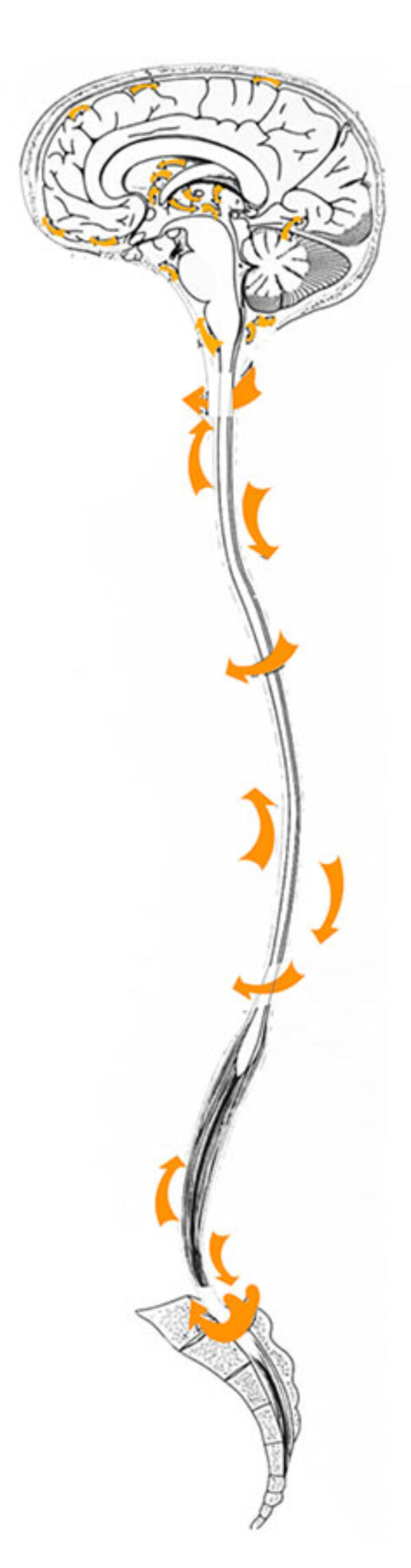 ruggegraat